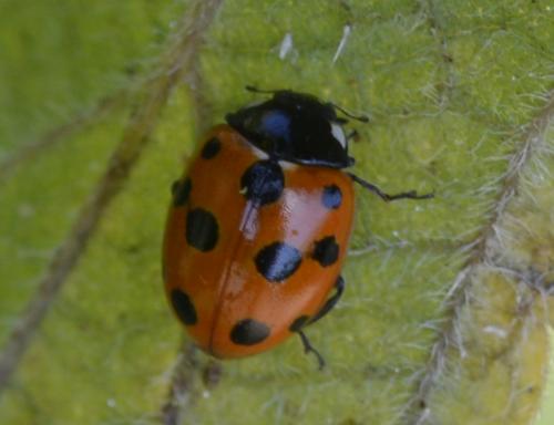 Réf. 185 396 : Coccinella undecimpunctata